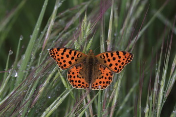 mariposa