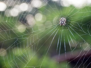 Spider web