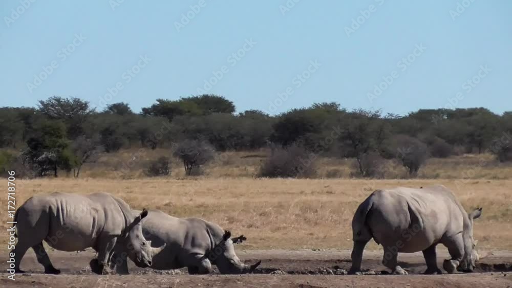 Poster a group of rhinos in the rhino sanctuary in botswana