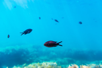 Fototapeta na wymiar Black fishes in blue sea. Underwater photo with sun rays