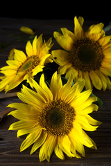 Obraz premium yellow sunflowers with seeds