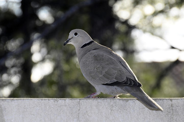 Turtle dove on balcony