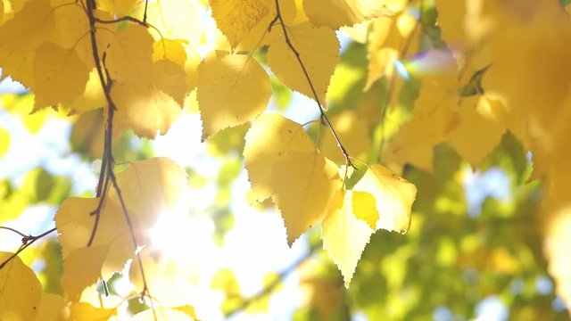 Autumn bright yellow birch leaves in the sun