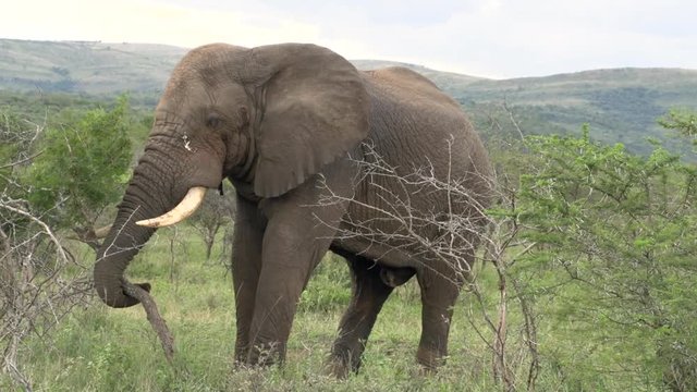 Elephant raps his trunk around a small tree and pulls it out of the ground with its roots.