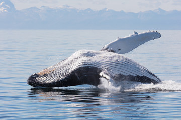 Fototapeta premium Humpback Whale