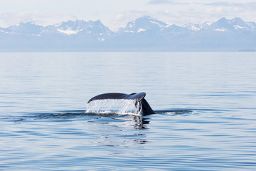 Humpback Whale