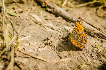 red butterfly 