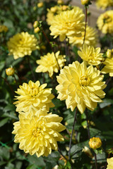 Dahlia jaune en été au jardin