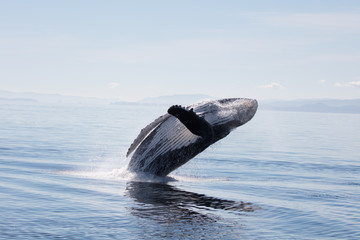 Naklejka premium Humpback Whale