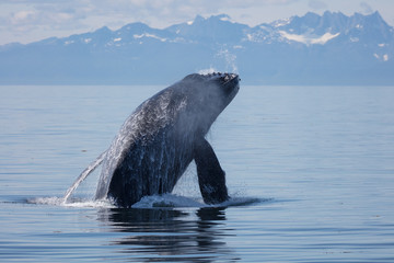 Naklejka premium Humpback Whale