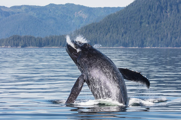 Obraz premium Humpback Whale