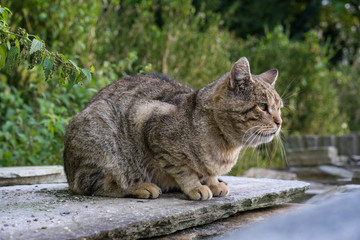 brown cat on concrete rock close up view in garden