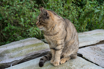 brown cat on concrete rock close up view in garden