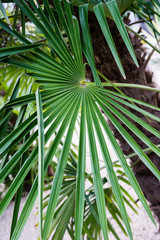 trachycarpus fortunei palm tree leaf close up weed palm from china