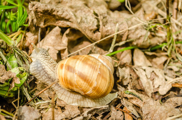 Snail on dry leaves 