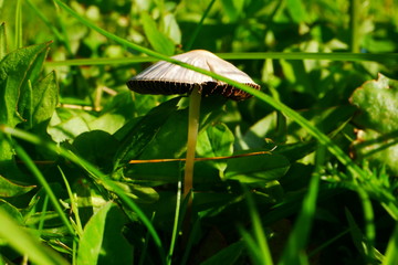 Cute Little Mushroom Hiding in The Grass