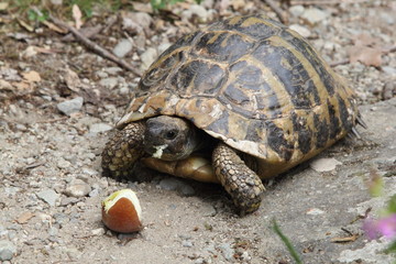 Turtle in Greece, 2017