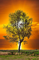 Fototapeta na wymiar dry tree with withered leaves at sunset and golden sky on lake.