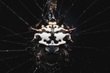 excited spider on web in the dark. interesting, mysterious and scary.