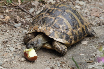Turtle in Greece, 2017