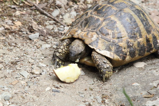 Turtle in Greece, 2017