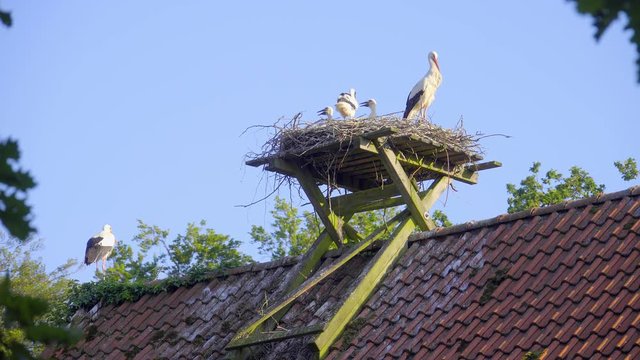Storchen Nest mit jungen auf einem Dach