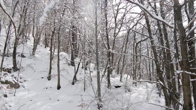 Neve nel bosco in inverno