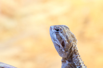 Pogona henrylawsoni-Bearded Dragon on a wood branch