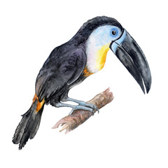 Bird Channel-billed toucan isolated on white background. Watercolor. Illustration. Template. Black-bellied toucan. Clip-Art