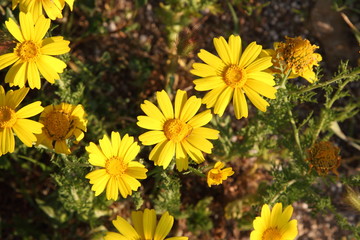 Spring Flowers in Greece, year 2017