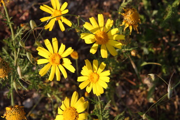 Spring Flowers in Greece, year 2017