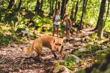 Dog on a forest trail