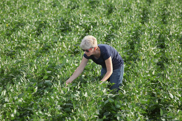 Naklejka na ściany i meble Female farmer or agronomist examining green soybean plant in field