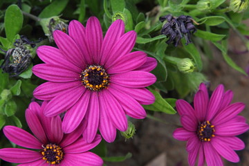 Obraz premium Spring Flowers in Greece, year 2017