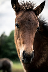 Close up of a foal
