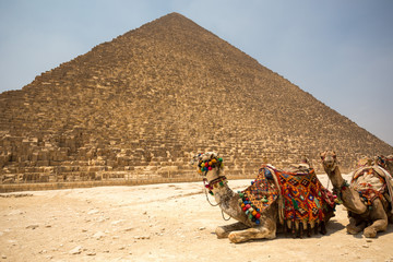 The Great pyramid with camel