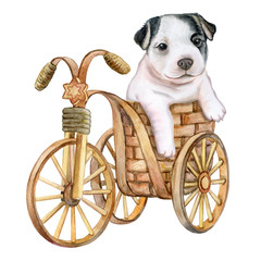 Puppy French Bulldog and a decorative bicycle. Dog in a basket isolated on white background. Watercolor. Illustration. Picture.