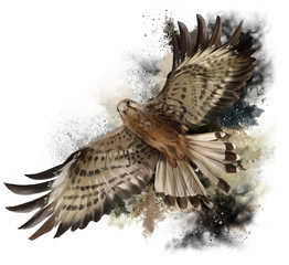Falcon in flight watercolor painting