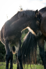 Horses on a sunny day