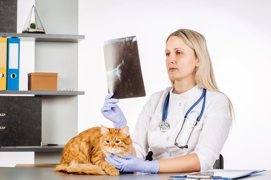 veterinarian doctor with stethoscope checking up cat at vet clinic