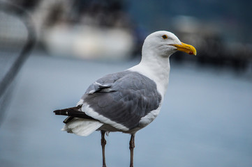 Oregon Seagull