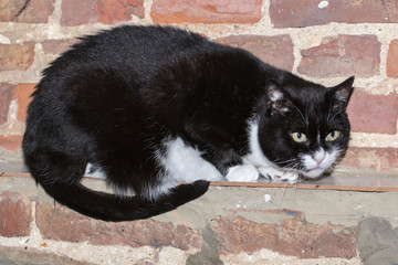 Chat européen