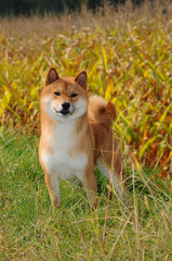 Portrait of Shiba Dog