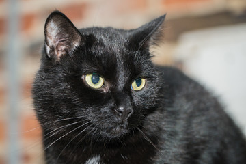 Chat européen