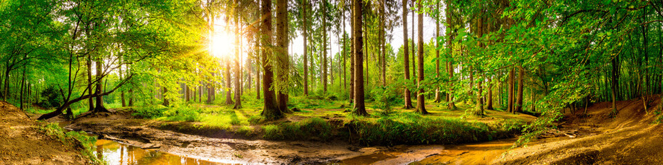 Beautiful forest panorama with trees, creek and sun - obrazy, fototapety, plakaty