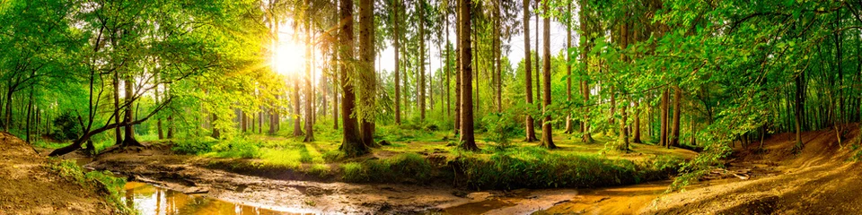 Foto op Plexiglas Prachtig bospanorama met bomen, kreek en zon © Günter Albers