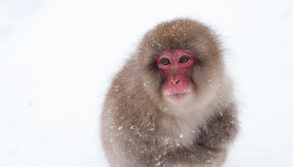 Japanese macaque or snow monkey in Jigokudani　地獄谷の日本猿