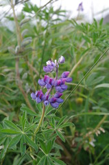 Lupin d'Islande