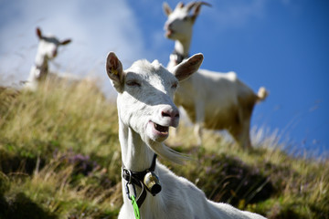 Goat grazing in a funny way on a hill, its goatee waving in the wind, with more goats scattered in...