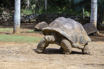 Obraz premium Giant turtles, dipsochelys gigantea in island Mauritius